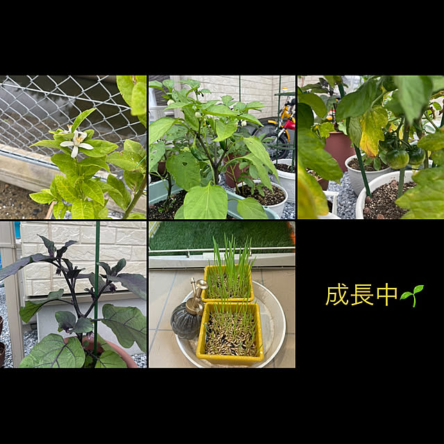 manekinekoさんの実例写真