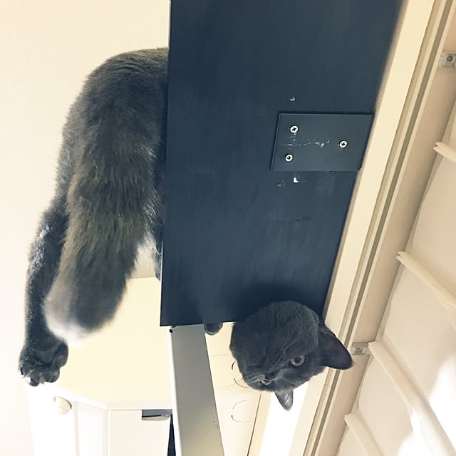 Shojiさんの実例写真