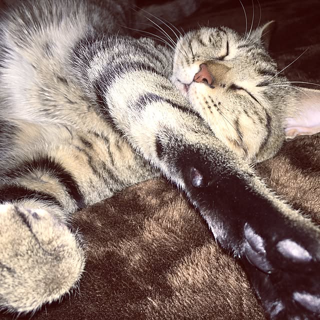 baronkotarouさんの実例写真