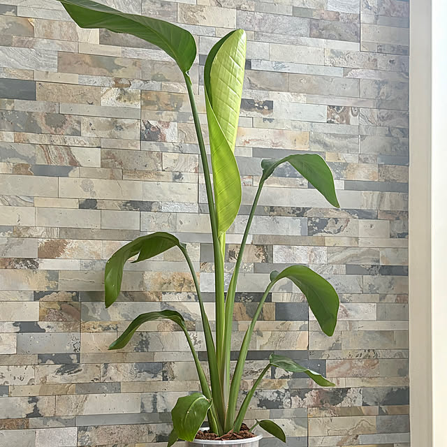 MOMOMAMAさんの部屋