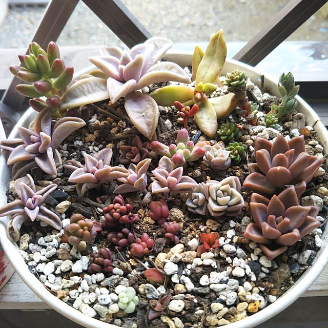 玄関/入り口/雑貨/多肉植物/100均/ベランダガーデン...などのインテリア実例 - 2017-03-19 14:41:34