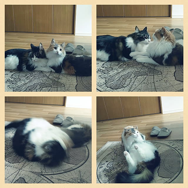 +CHIHARU+さんの実例写真