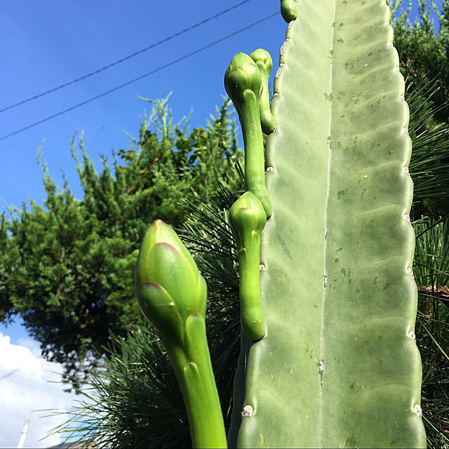 alohabaabaさんの実例写真