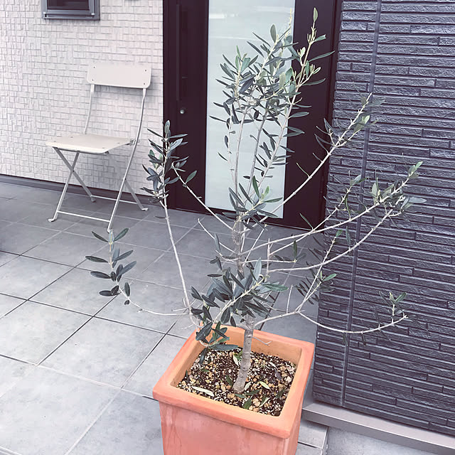玄関/入り口/IKEA/観葉植物/ナチュラルのインテリア実例 - 2019-04-25 00:47:02