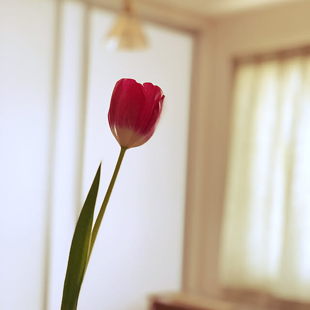 fumiさんの実例写真