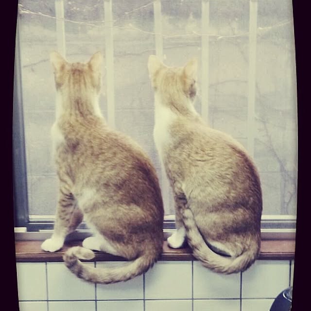 Shuichiさんの実例写真