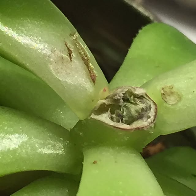 Ringo8chさんの部屋