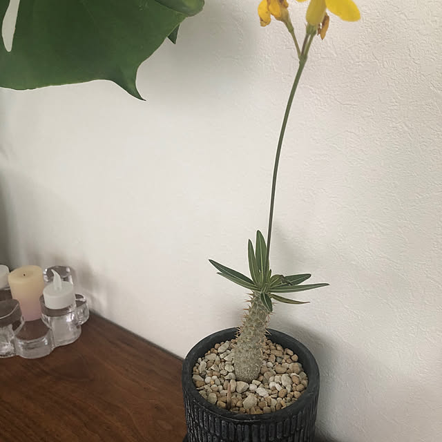 otanuさんの部屋