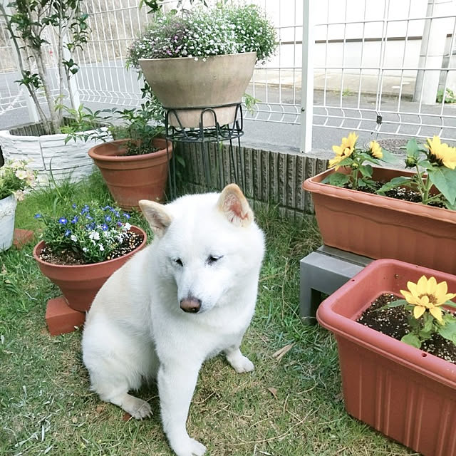 yukinkoさんの実例写真