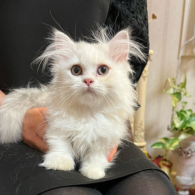 AYUKOさんの実例写真