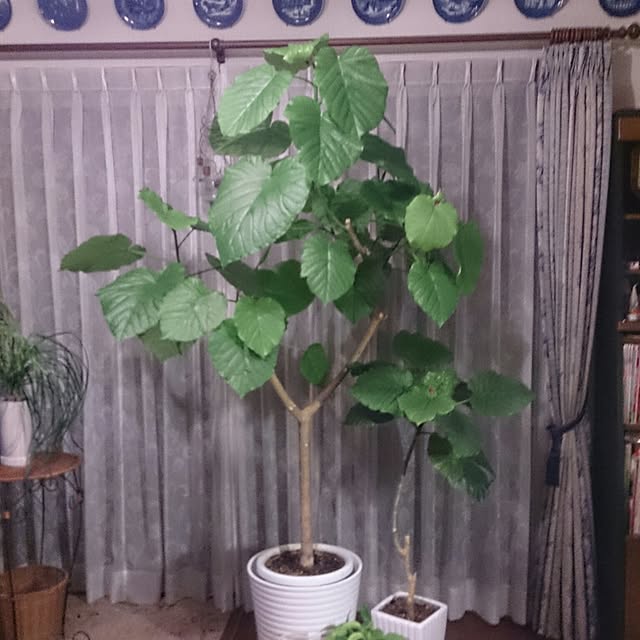 kazu0905さんの実例写真