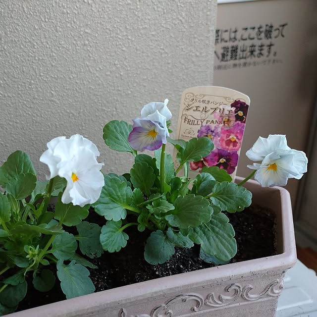 SIOOPYさんの実例写真