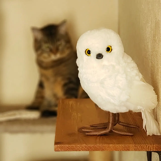 kiraさんの実例写真