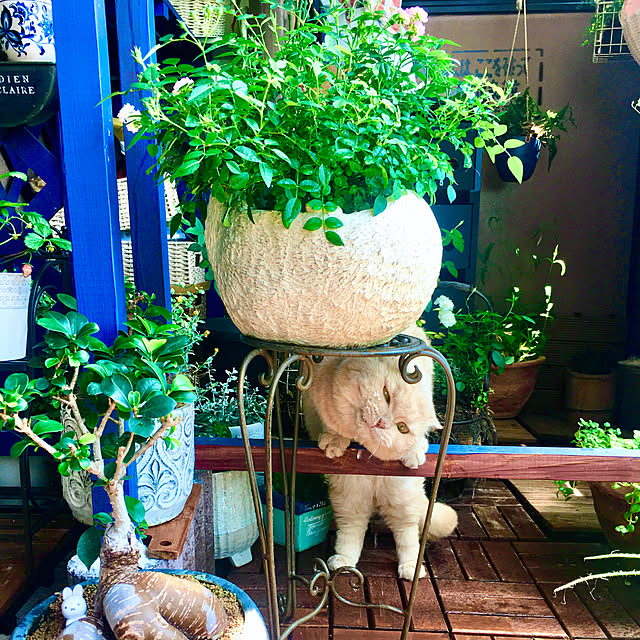 naokoさんの部屋