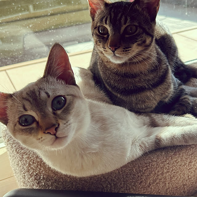 pi-popaさんの実例写真