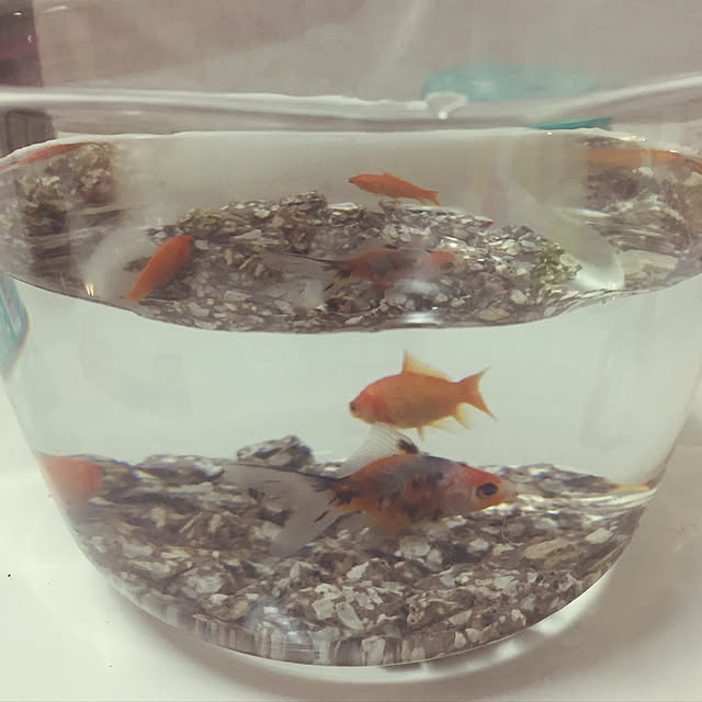 chiitaさんの実例写真
