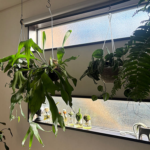 greycatsさんの実例写真