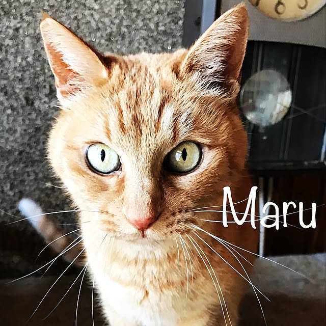 powakyonさんの実例写真