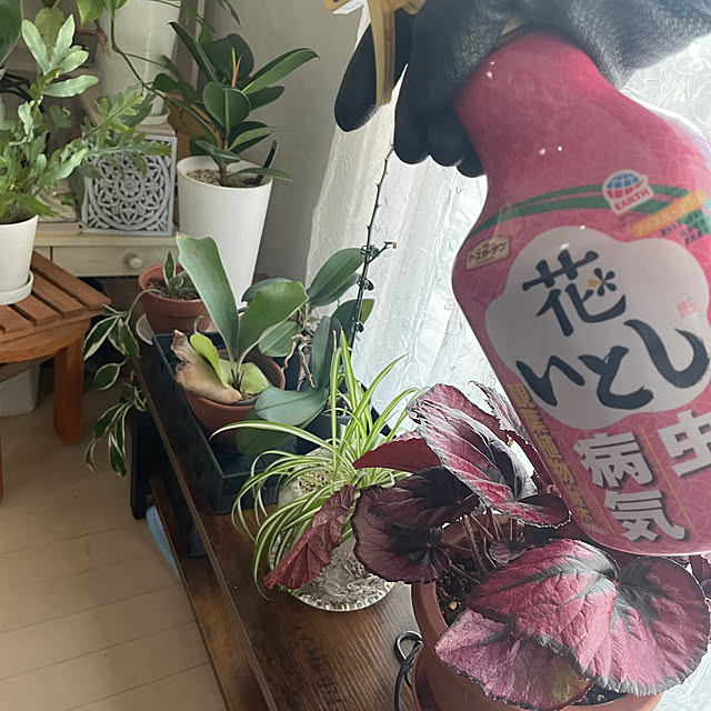 実例写真