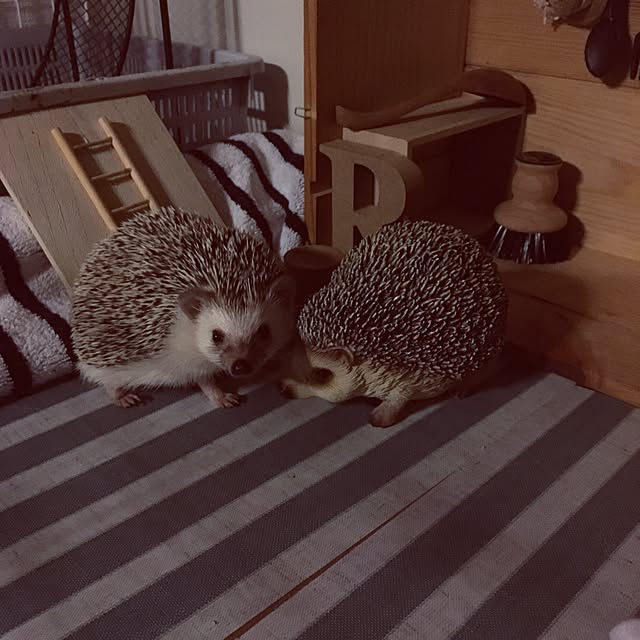saokoさんの実例写真