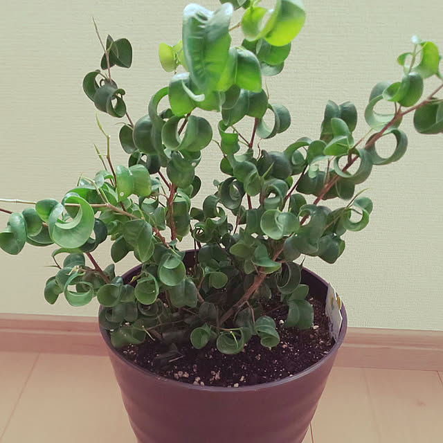 animallandさんの実例写真
