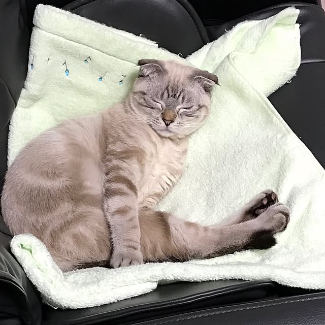 Dahliaさんの実例写真