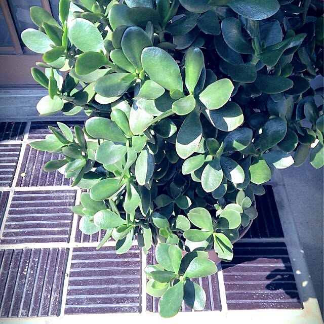 tibiさんの実例写真