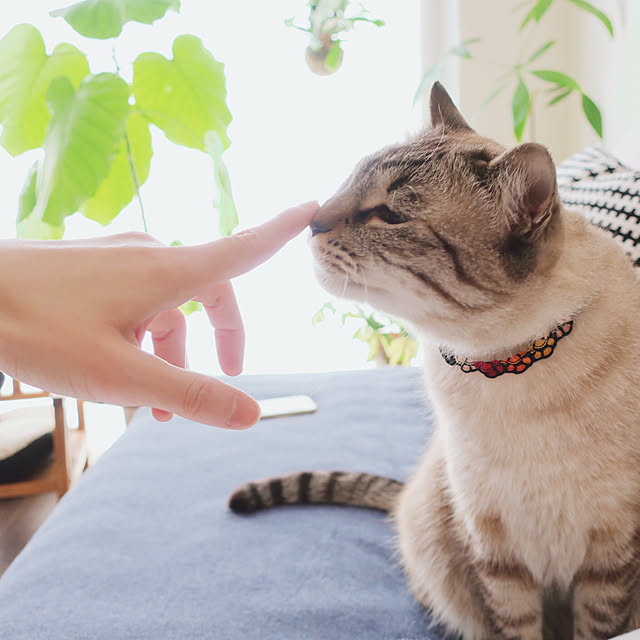 ineko_kさんの実例写真
