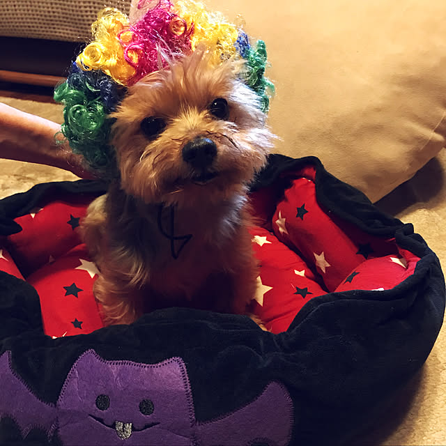 cielさんの実例写真