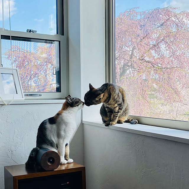 shijiminさんの部屋