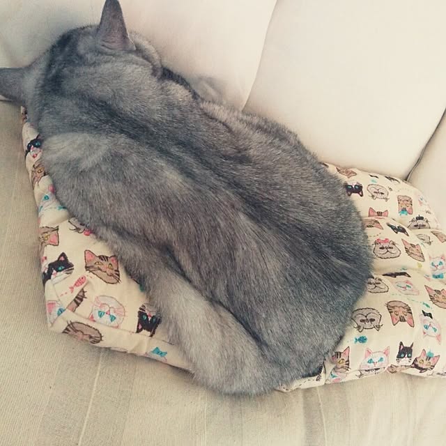 tamacharouさんの実例写真