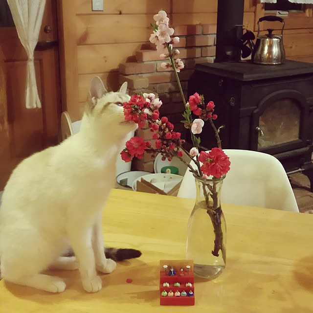 Maki-nekomamireさんの実例写真