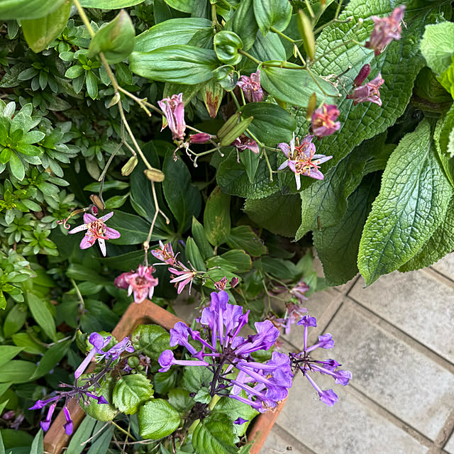 mamizaさんの部屋