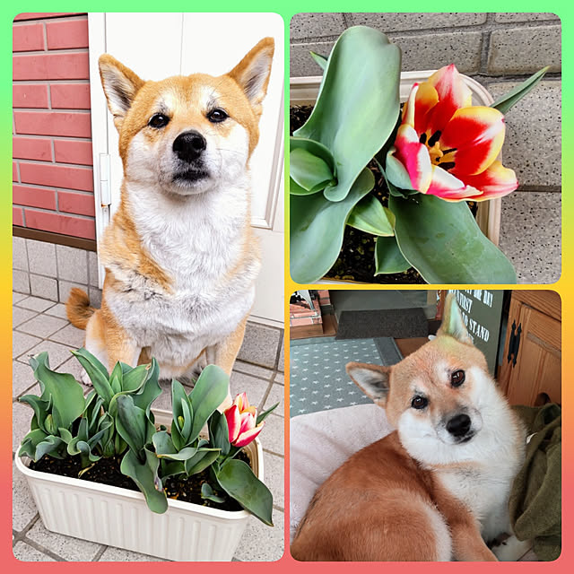 nanaさんの実例写真