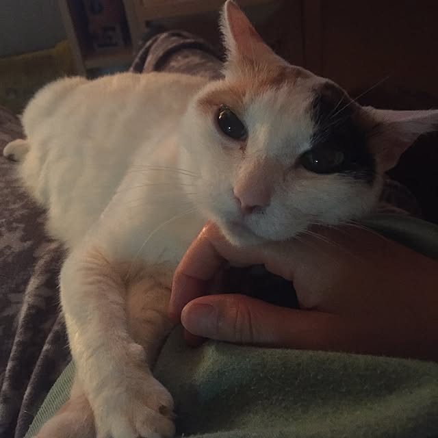 yocchiさんの実例写真