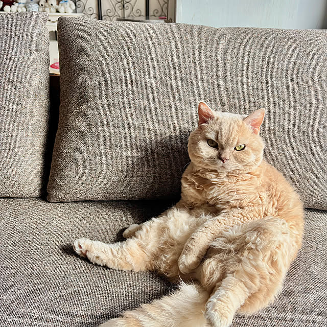 naokoさんの実例写真