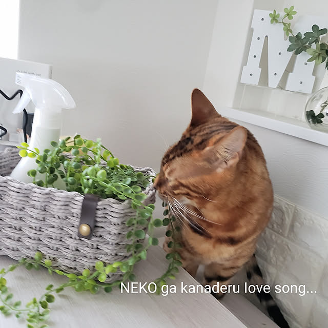 megu.catさんの実例写真
