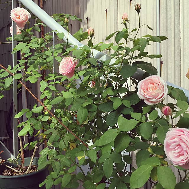 greenroseさんの実例写真