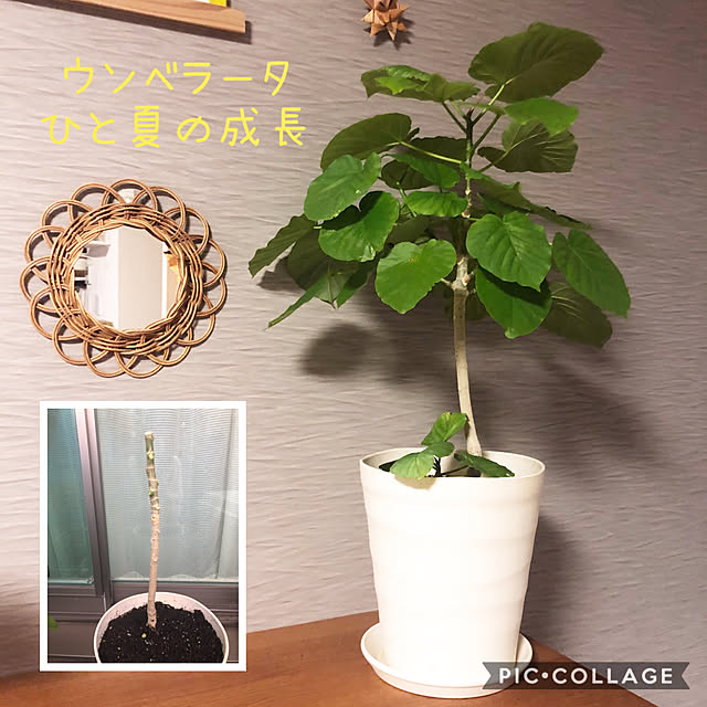 troisさんの実例写真