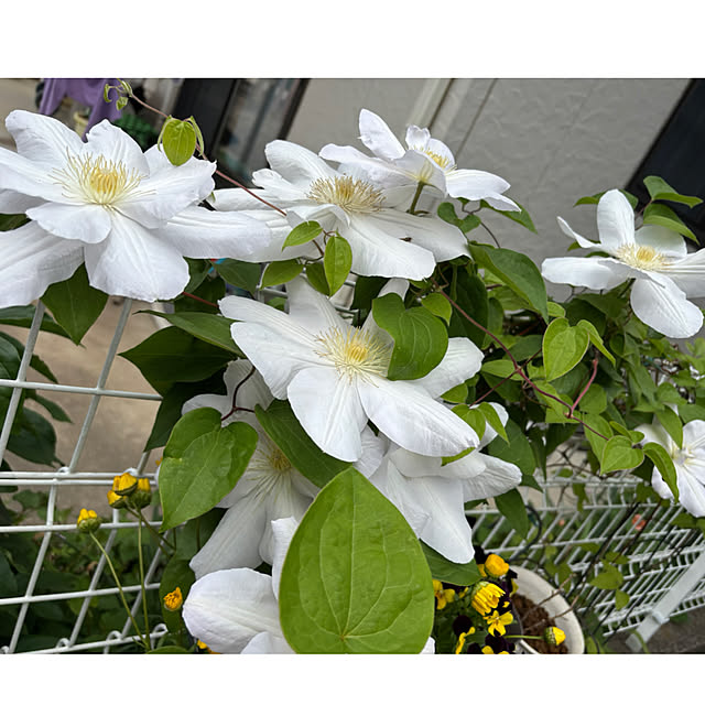 CoCo0617さんの部屋