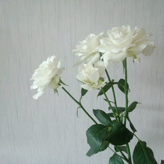 soramameさんの実例写真