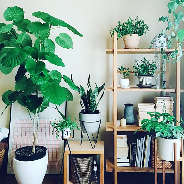 ヒメモンステラ 観葉植物のおすすめ商品とおしゃれな実例 ヒメモンステラ 観葉植物のおすすめ商品とおしゃれな実例