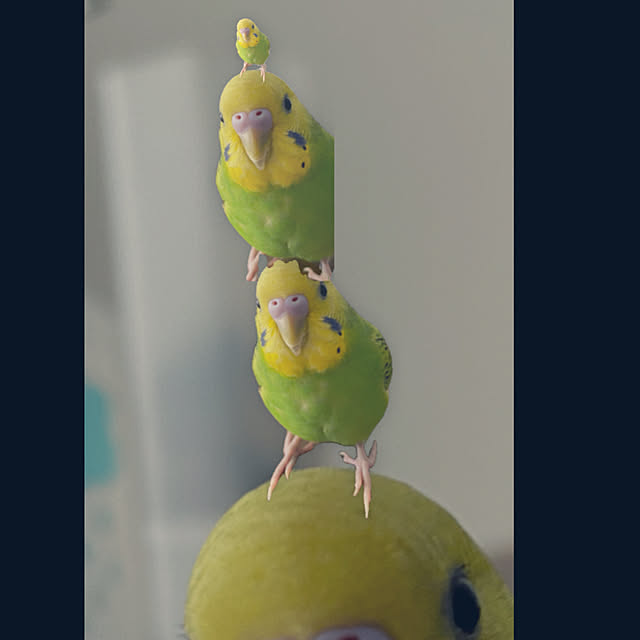 ohanaさんの実例写真