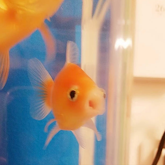 Ruiさんの実例写真