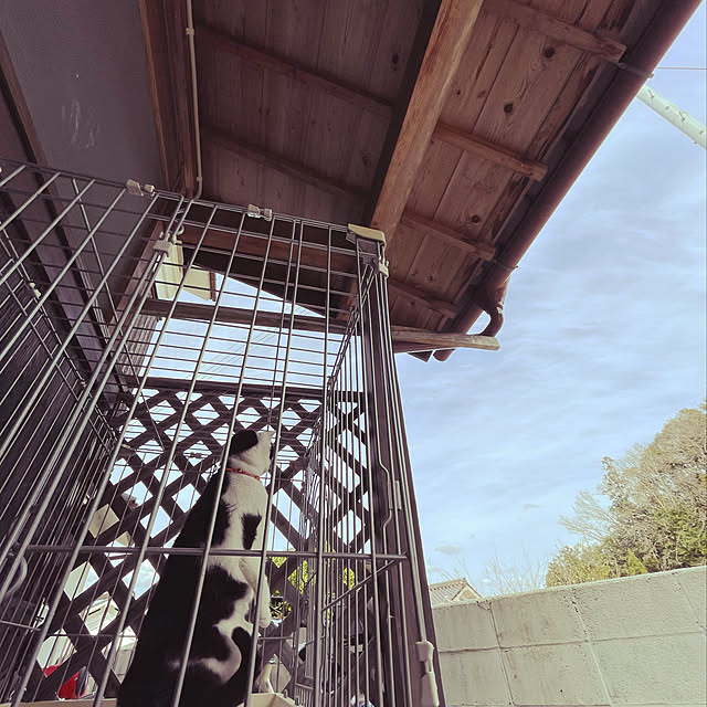 nekosamaさんの実例写真