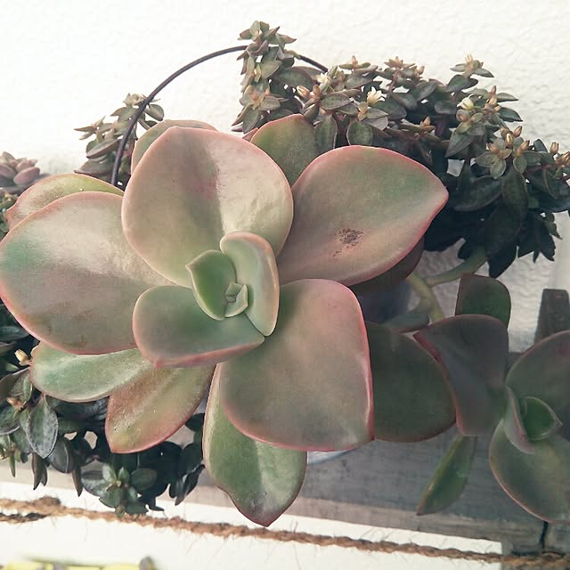 VERANDARJUNさんの実例写真