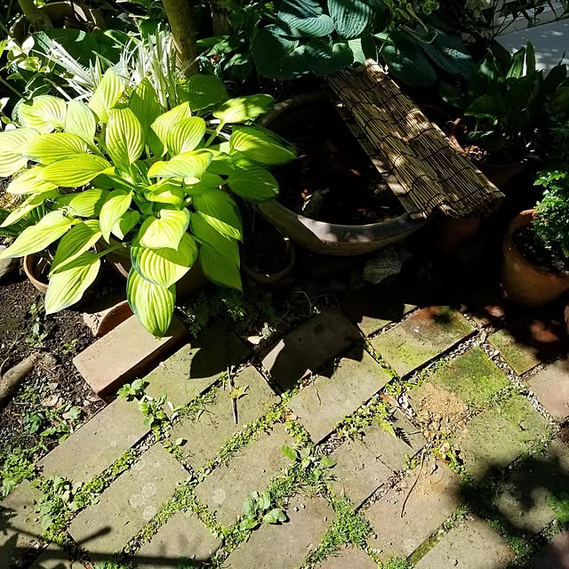 midoriさんの部屋