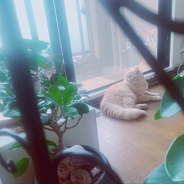 naokoさんの実例写真