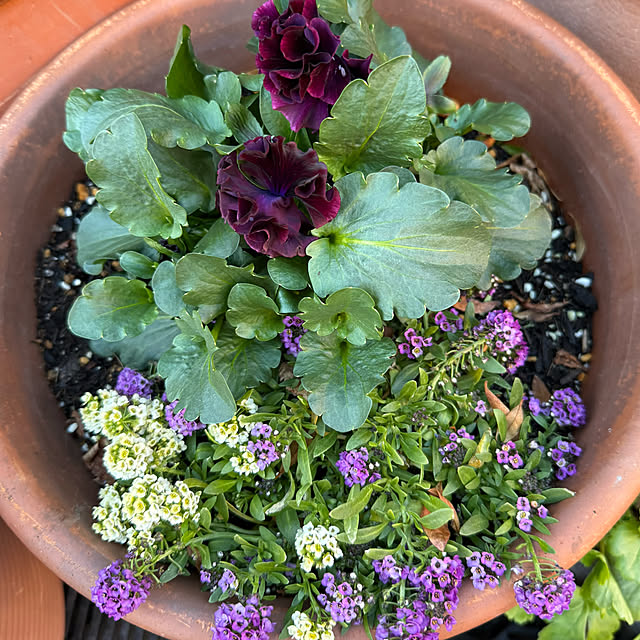 mamizaさんの部屋