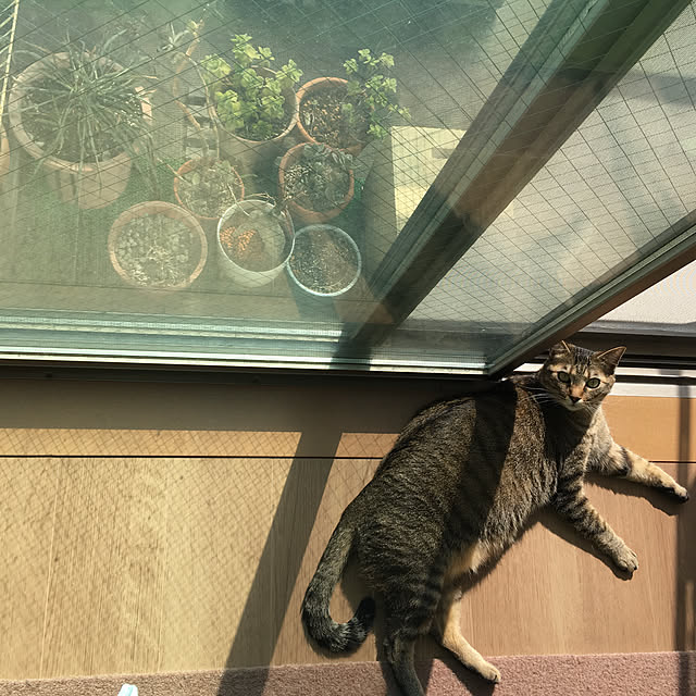 mikomaruさんの実例写真